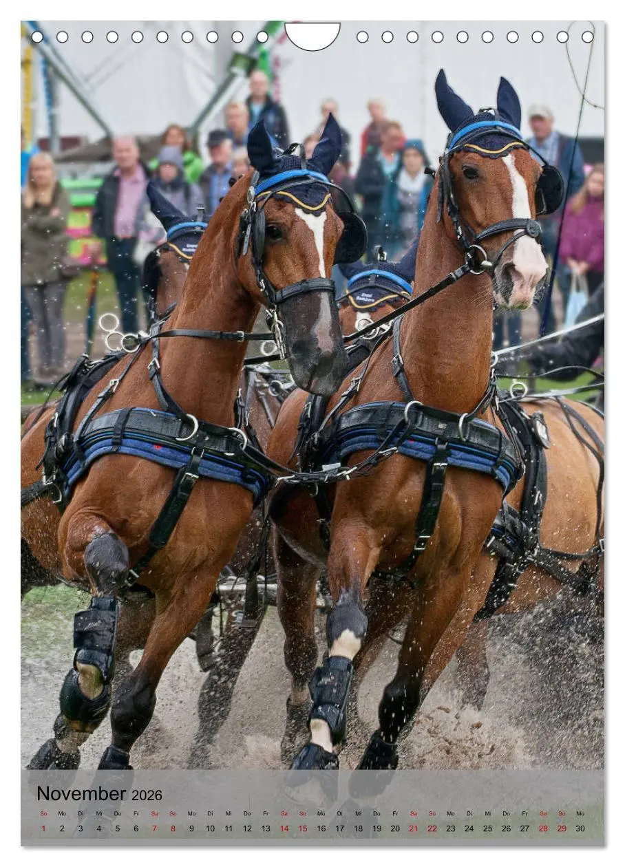 Bild: 9783516406542 | Pferde im Fahrsport (Wandkalender 2026 DIN A4 hoch), CALVENDO...