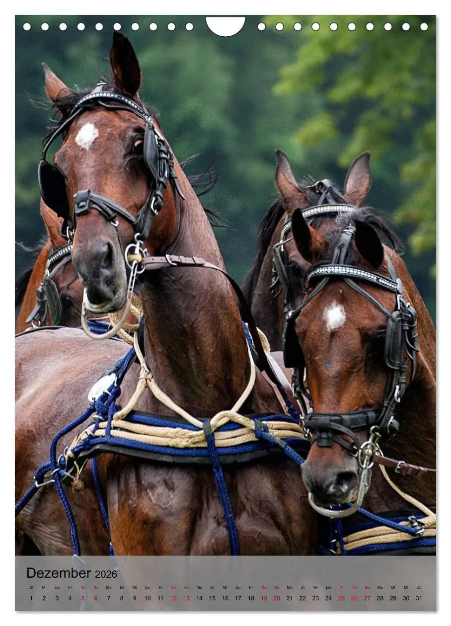 Bild: 9783516406542 | Pferde im Fahrsport (Wandkalender 2026 DIN A4 hoch), CALVENDO...