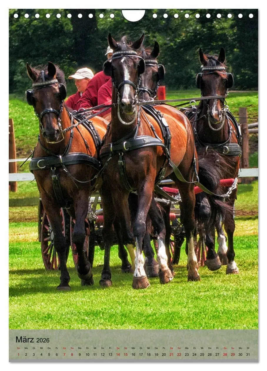 Bild: 9783516406542 | Pferde im Fahrsport (Wandkalender 2026 DIN A4 hoch), CALVENDO...