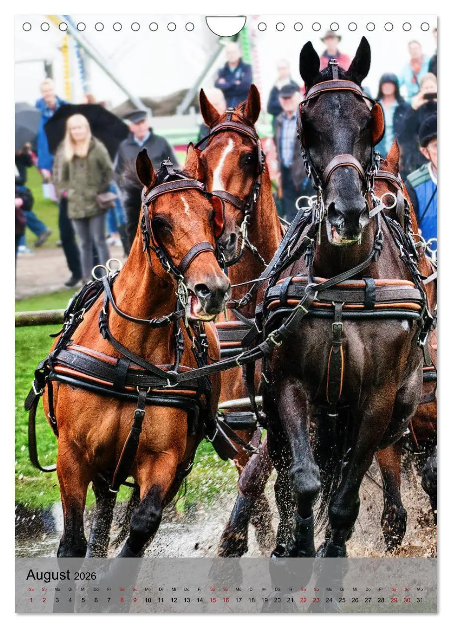 Bild: 9783516406542 | Pferde im Fahrsport (Wandkalender 2026 DIN A4 hoch), CALVENDO...