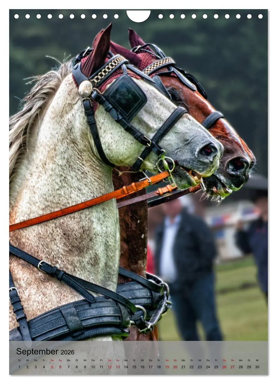 Bild: 9783516406542 | Pferde im Fahrsport (Wandkalender 2026 DIN A4 hoch), CALVENDO...