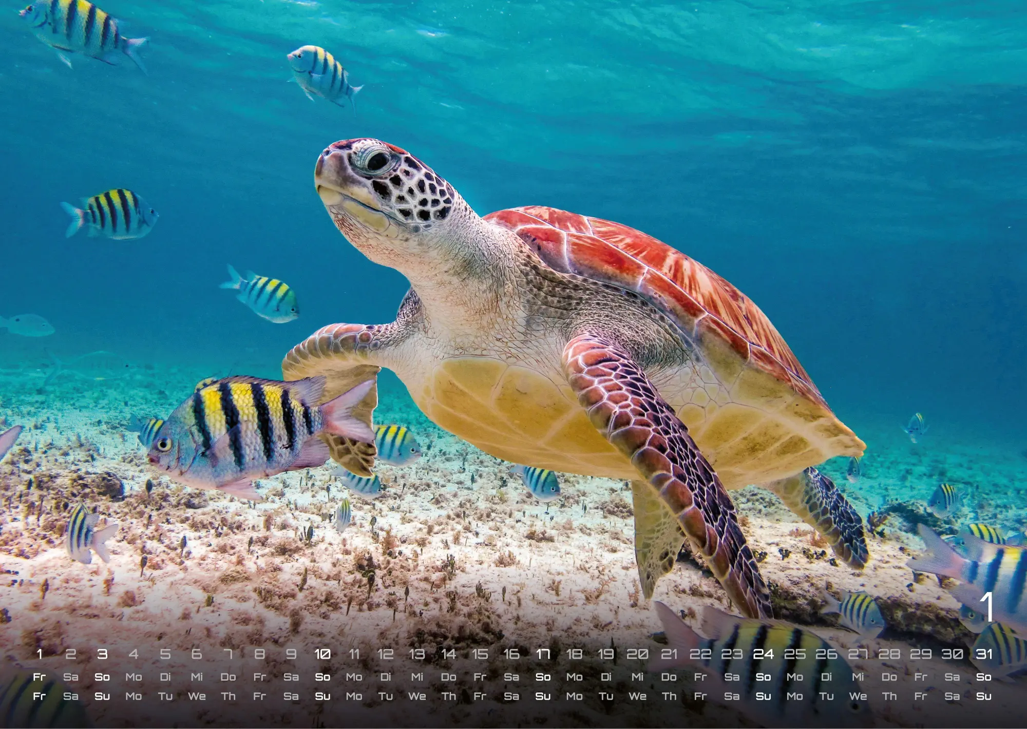 Bild: 9783986736842 | Sealife - verborgene Tiefen - 2027 - Kalender DIN A3 | GP-Fever. de