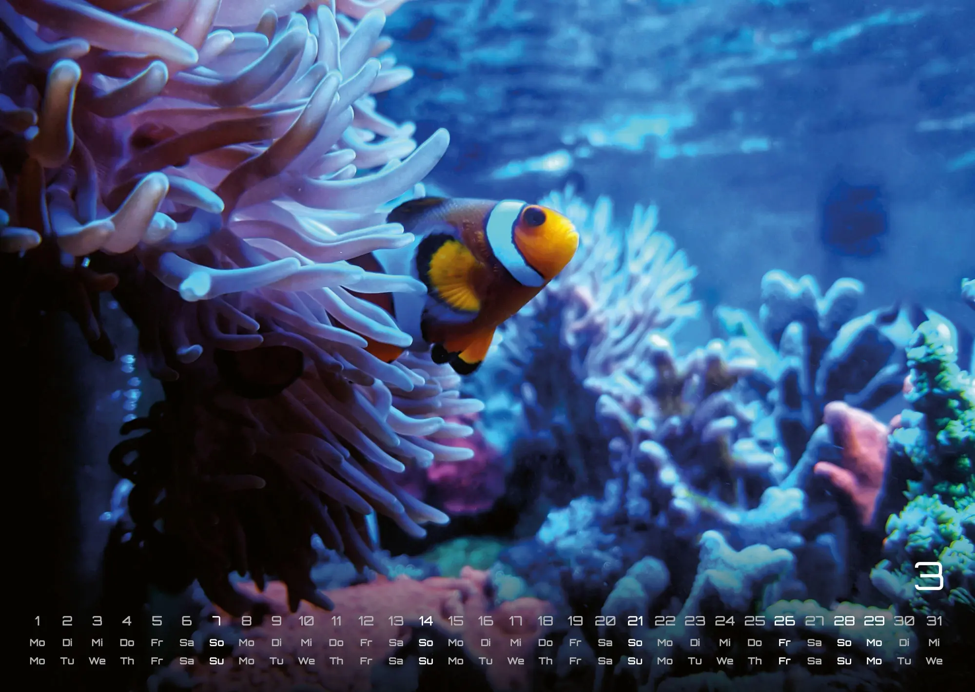 Bild: 9783986736842 | Sealife - verborgene Tiefen - 2027 - Kalender DIN A3 | GP-Fever. de