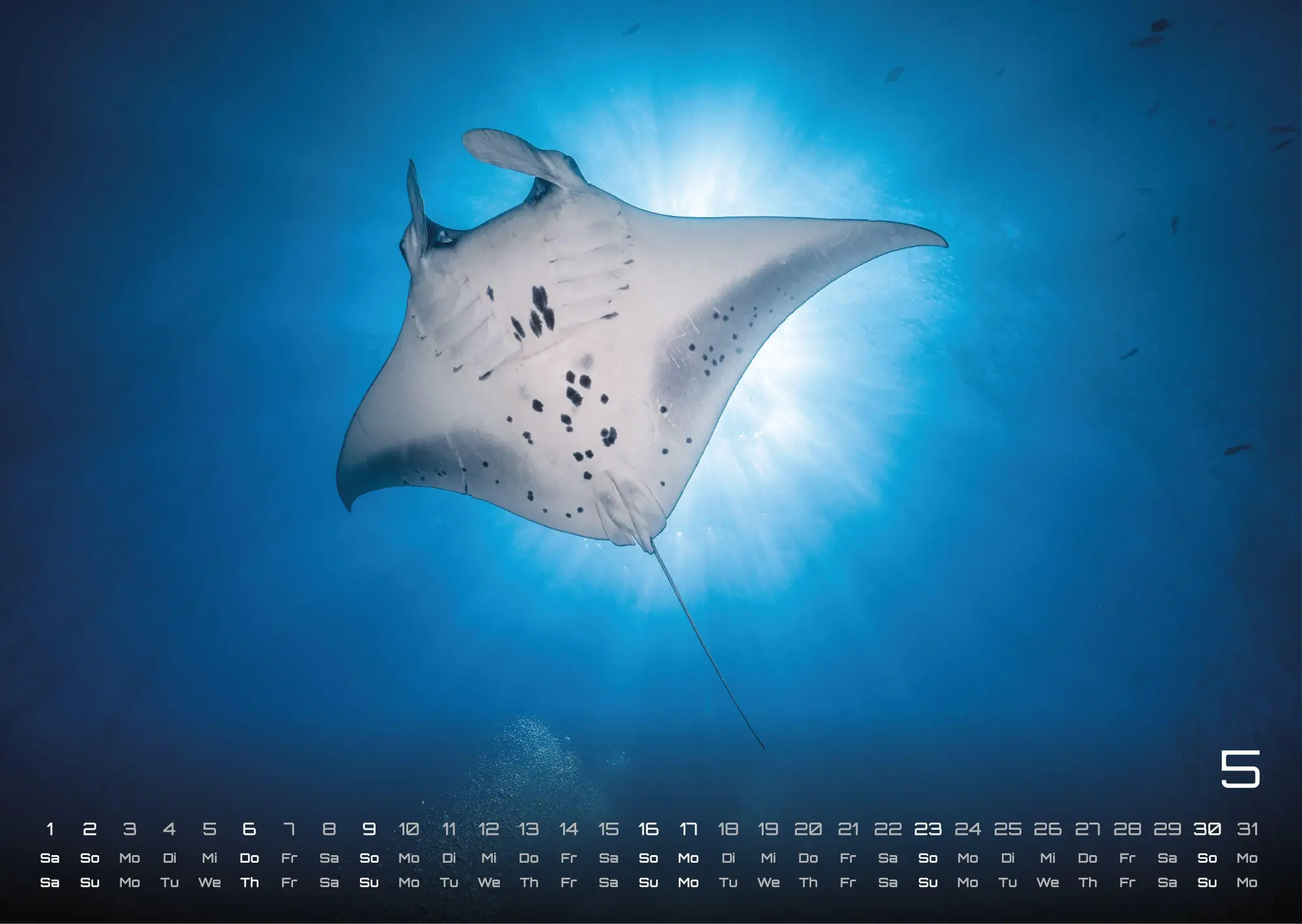 Bild: 9783986736842 | Sealife - verborgene Tiefen - 2027 - Kalender DIN A3 | GP-Fever. de