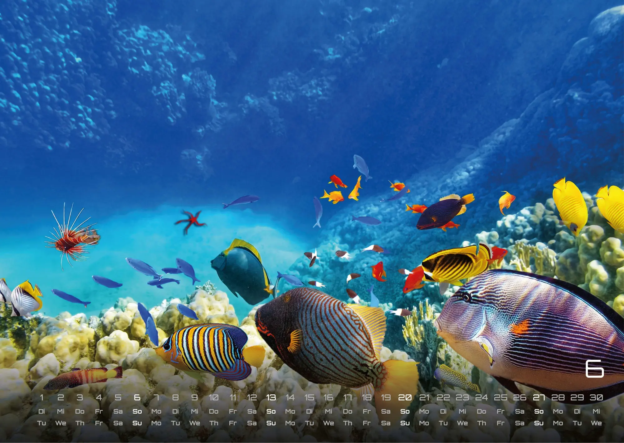 Bild: 9783986736842 | Sealife - verborgene Tiefen - 2027 - Kalender DIN A3 | GP-Fever. de