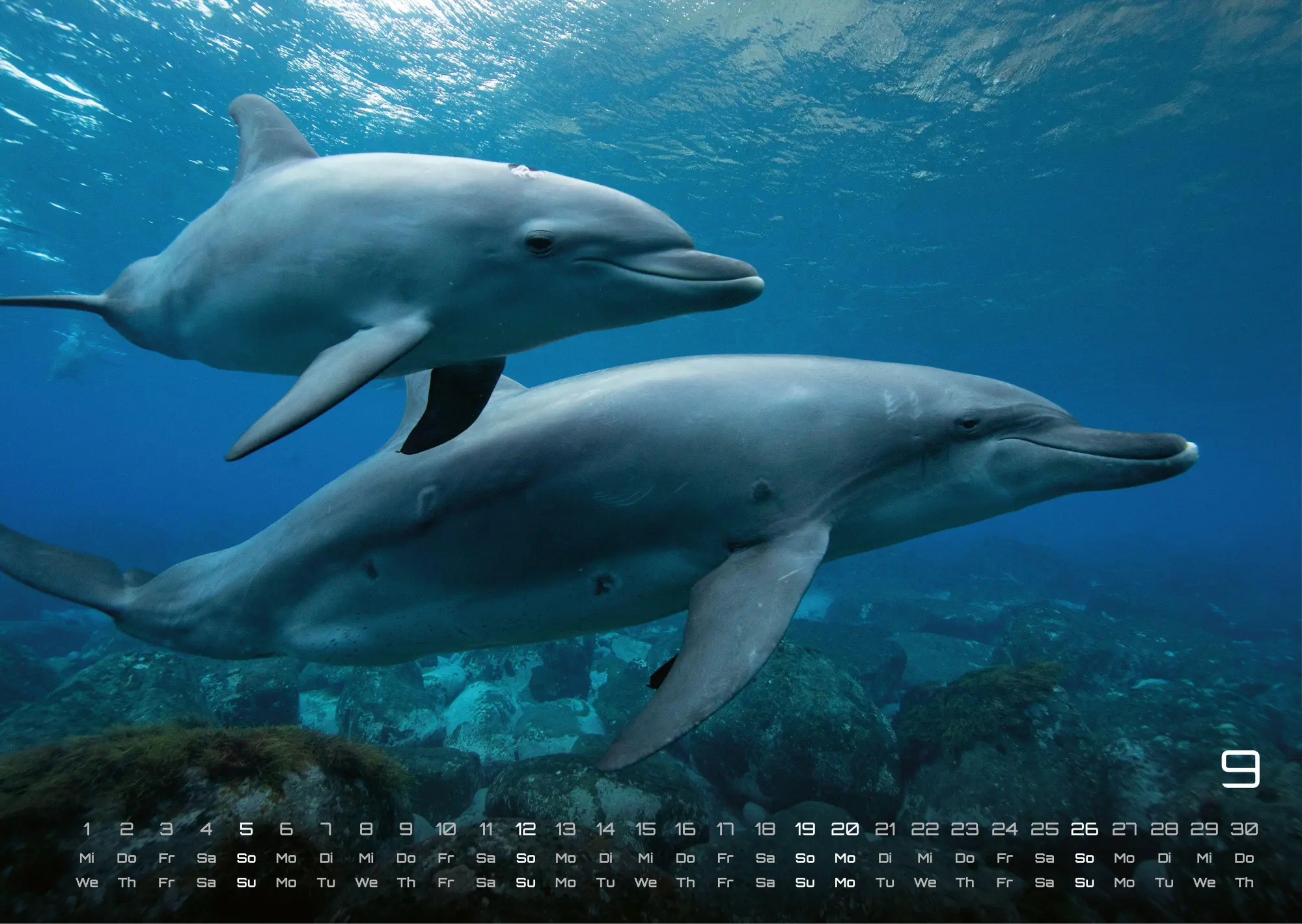 Bild: 9783986736842 | Sealife - verborgene Tiefen - 2027 - Kalender DIN A3 | GP-Fever. de