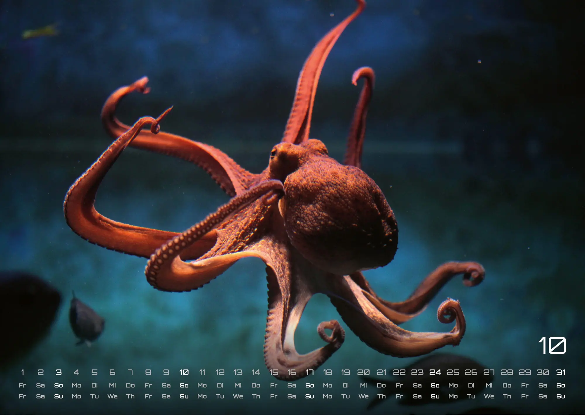 Bild: 9783986736842 | Sealife - verborgene Tiefen - 2027 - Kalender DIN A3 | GP-Fever. de