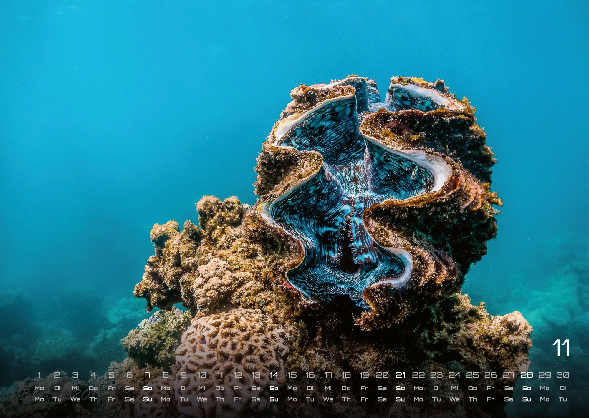 Bild: 9783986736842 | Sealife - verborgene Tiefen - 2027 - Kalender DIN A3 | GP-Fever. de