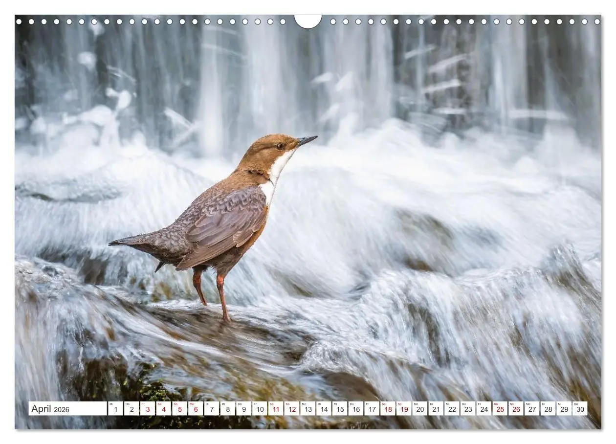 Bild: 9783516667042 | Die RHÖN: Faszinierende Berge und lebendige Bäche (Wandkalender...
