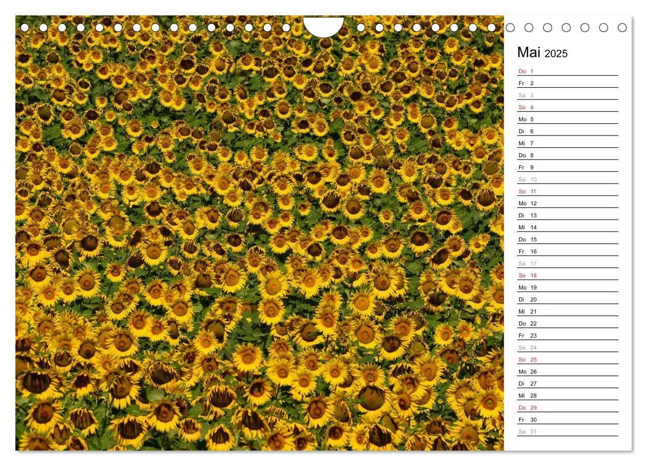 Bild: 9783435477142 | Ein Jahr lang Sonnenblumen (Wandkalender 2025 DIN A4 quer),...