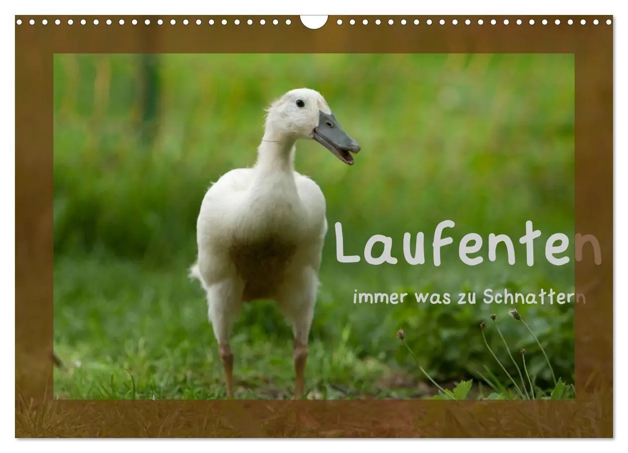 Cover: 9783516027242 | Laufenten immer was zu Schnattern (Wandkalender 2026 DIN A3 quer),...