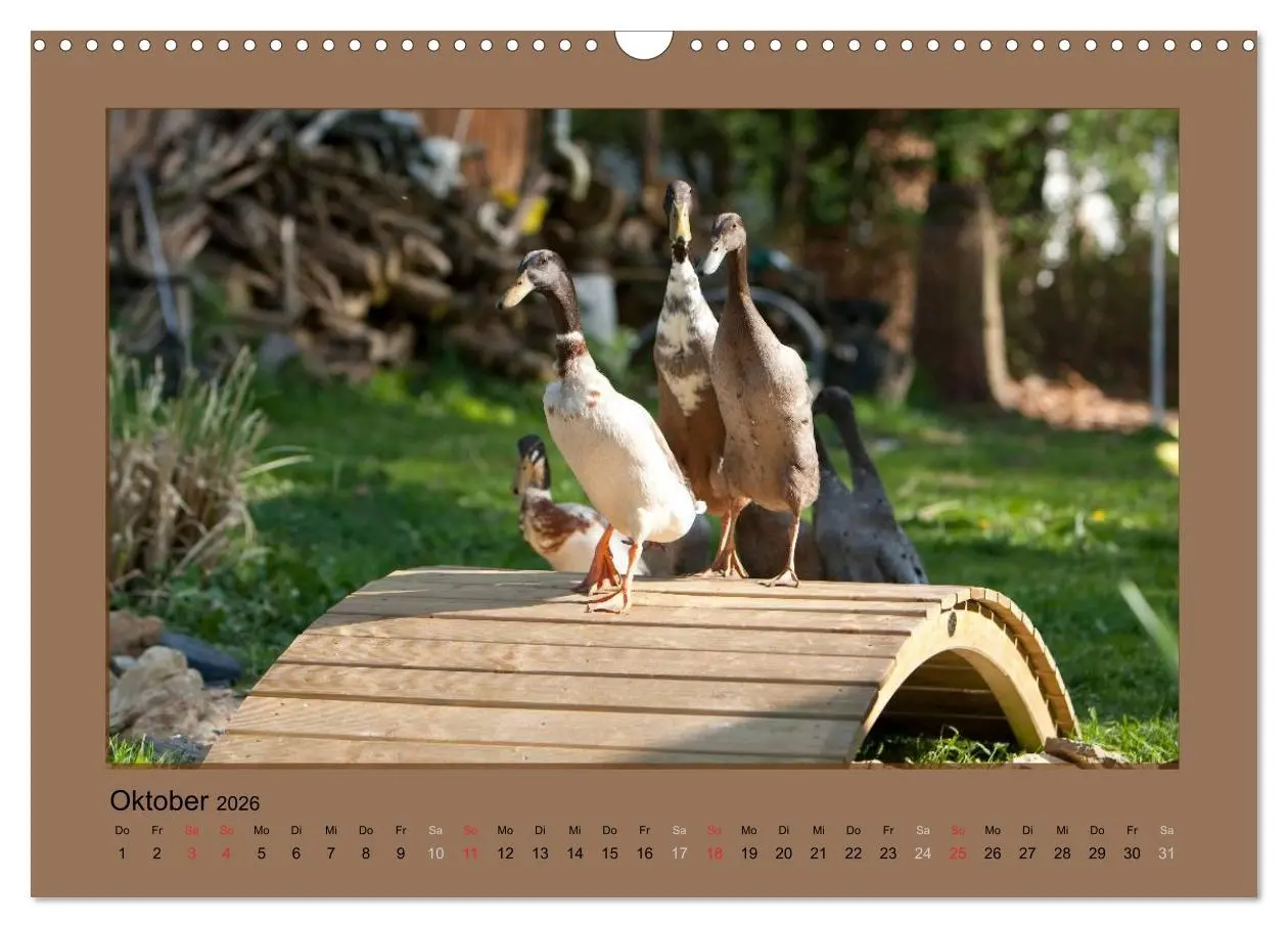 Bild: 9783516027242 | Laufenten immer was zu Schnattern (Wandkalender 2026 DIN A3 quer),...