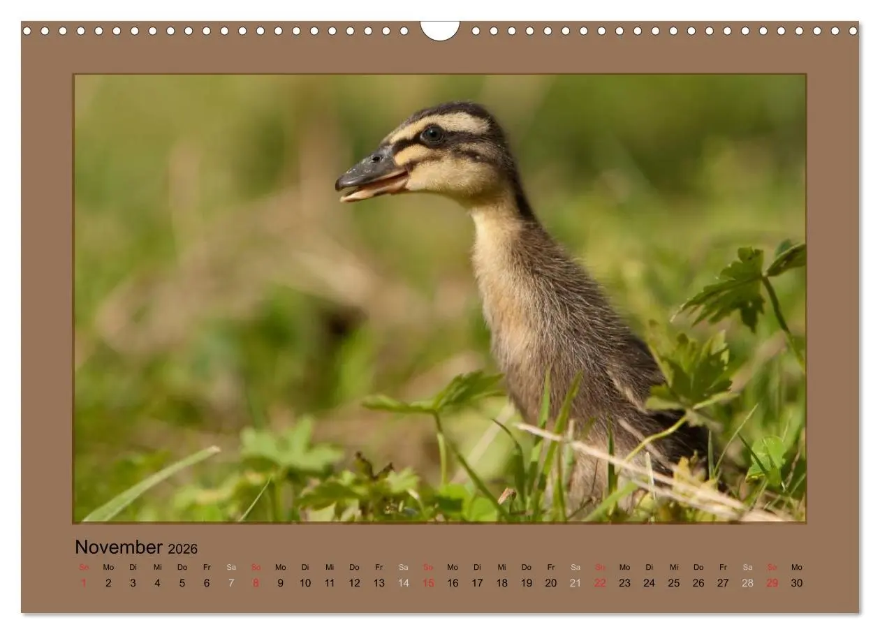 Bild: 9783516027242 | Laufenten immer was zu Schnattern (Wandkalender 2026 DIN A3 quer),...