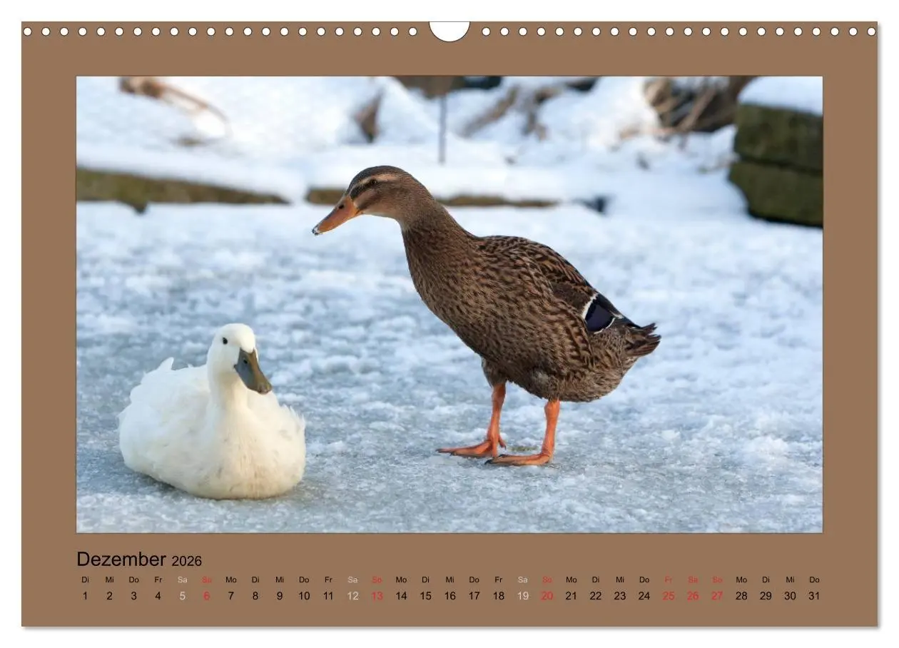 Bild: 9783516027242 | Laufenten immer was zu Schnattern (Wandkalender 2026 DIN A3 quer),...