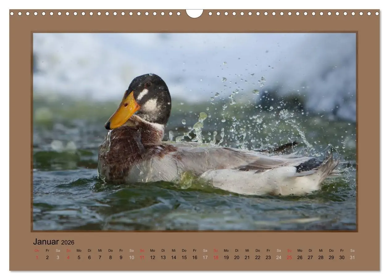 Bild: 9783516027242 | Laufenten immer was zu Schnattern (Wandkalender 2026 DIN A3 quer),...