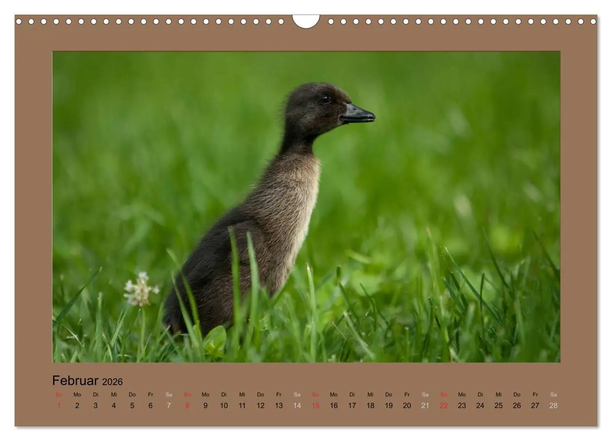 Bild: 9783516027242 | Laufenten immer was zu Schnattern (Wandkalender 2026 DIN A3 quer),...