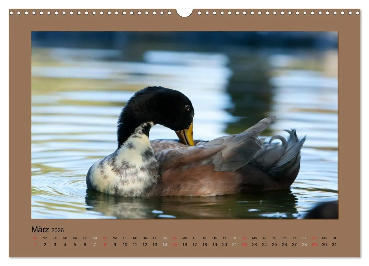 Bild: 9783516027242 | Laufenten immer was zu Schnattern (Wandkalender 2026 DIN A3 quer),...