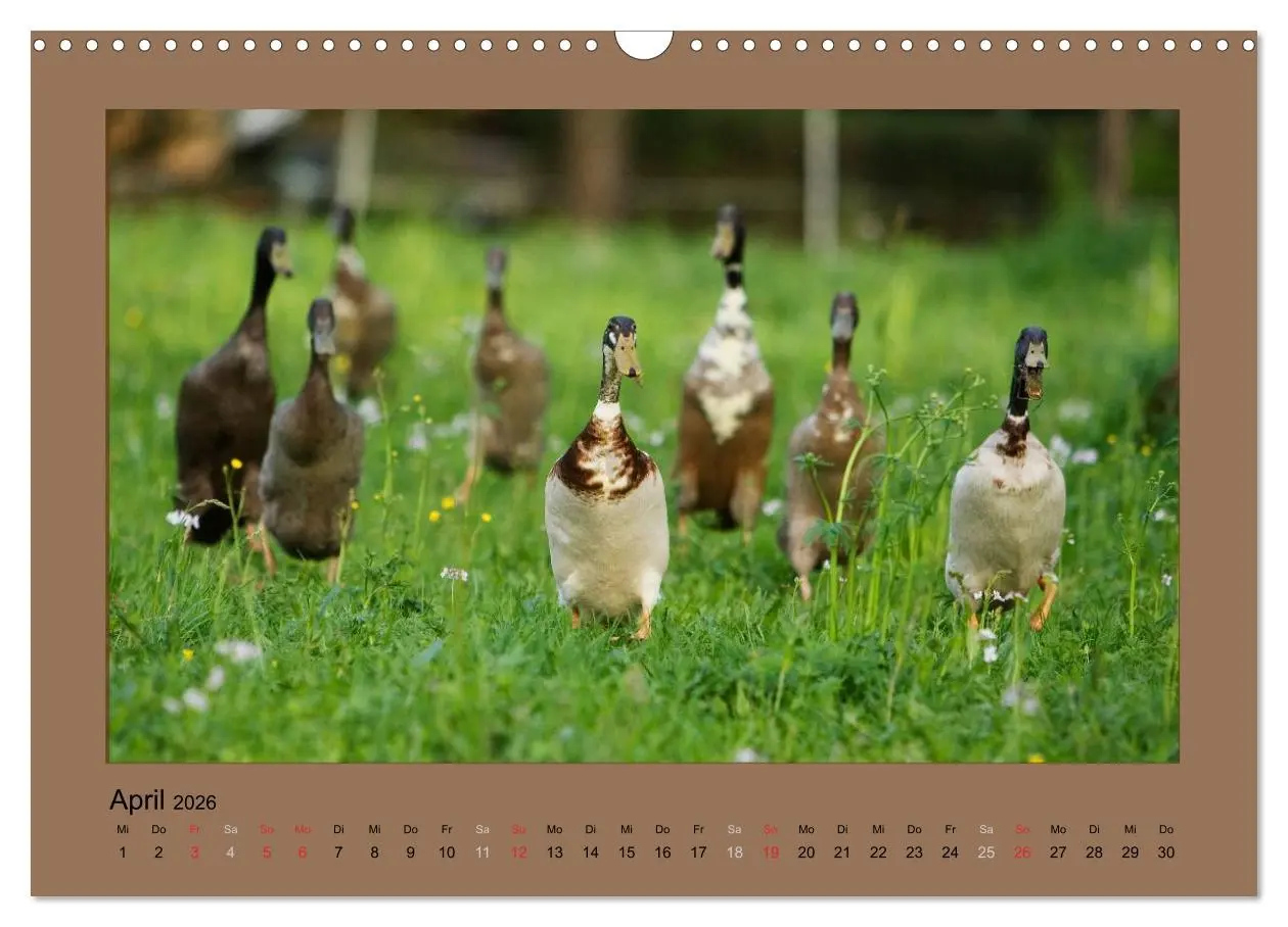 Bild: 9783516027242 | Laufenten immer was zu Schnattern (Wandkalender 2026 DIN A3 quer),...