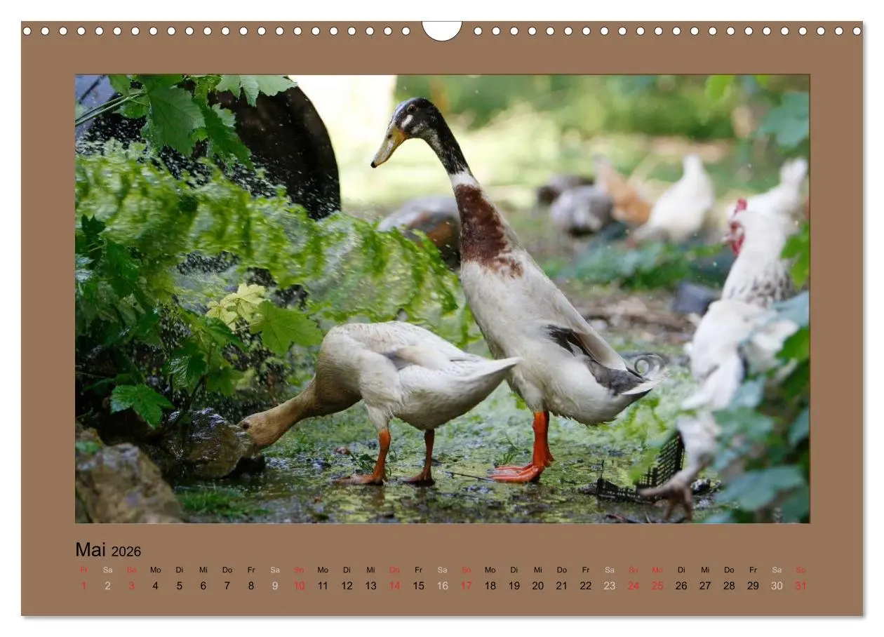 Bild: 9783516027242 | Laufenten immer was zu Schnattern (Wandkalender 2026 DIN A3 quer),...