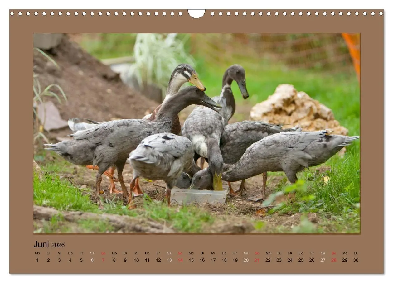 Bild: 9783516027242 | Laufenten immer was zu Schnattern (Wandkalender 2026 DIN A3 quer),...