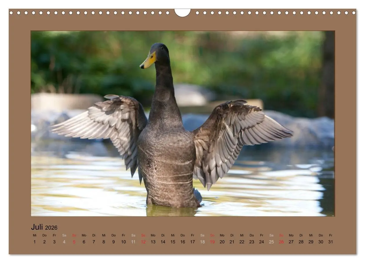 Bild: 9783516027242 | Laufenten immer was zu Schnattern (Wandkalender 2026 DIN A3 quer),...