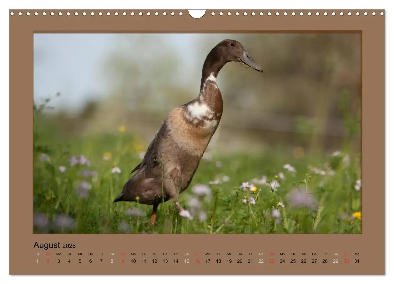 Bild: 9783516027242 | Laufenten immer was zu Schnattern (Wandkalender 2026 DIN A3 quer),...