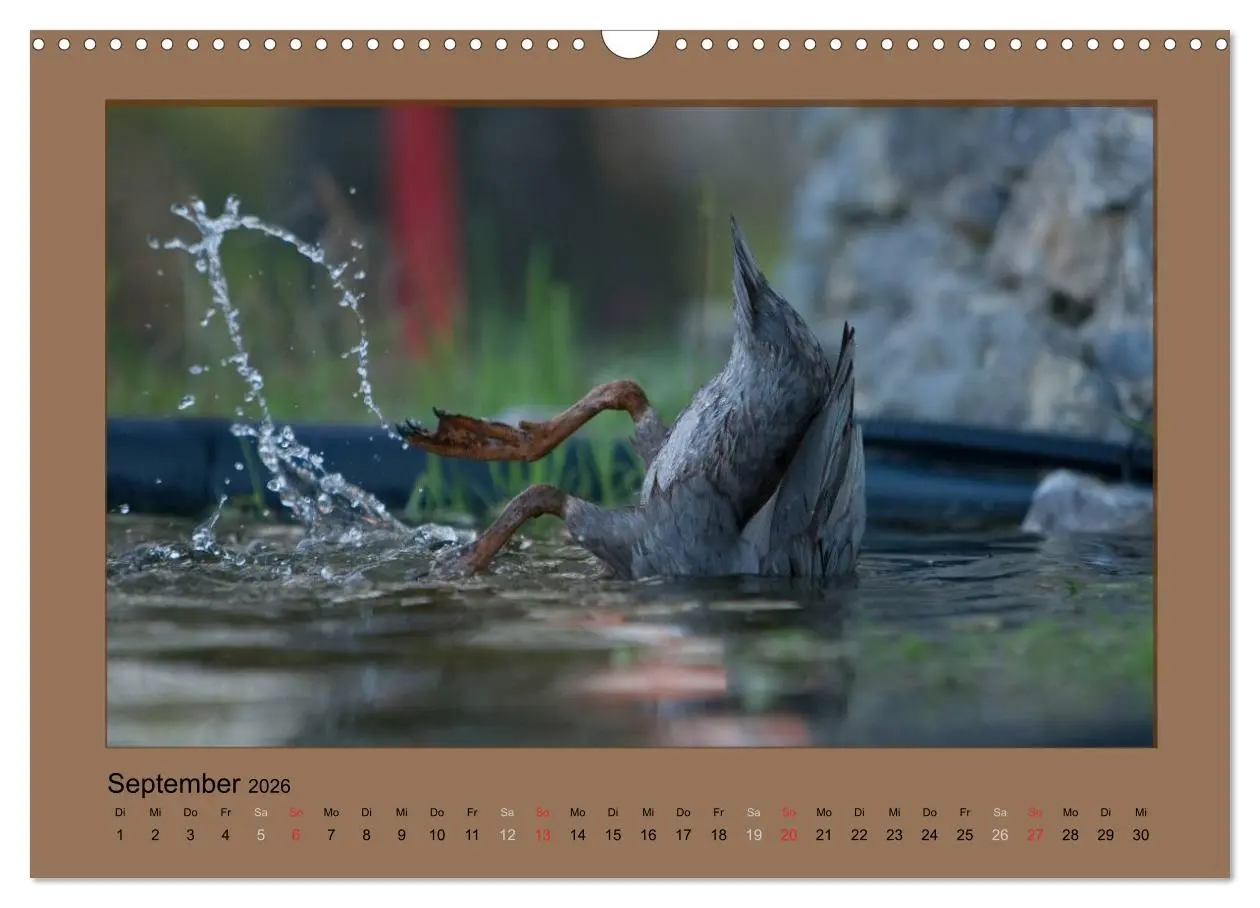 Bild: 9783516027242 | Laufenten immer was zu Schnattern (Wandkalender 2026 DIN A3 quer),...