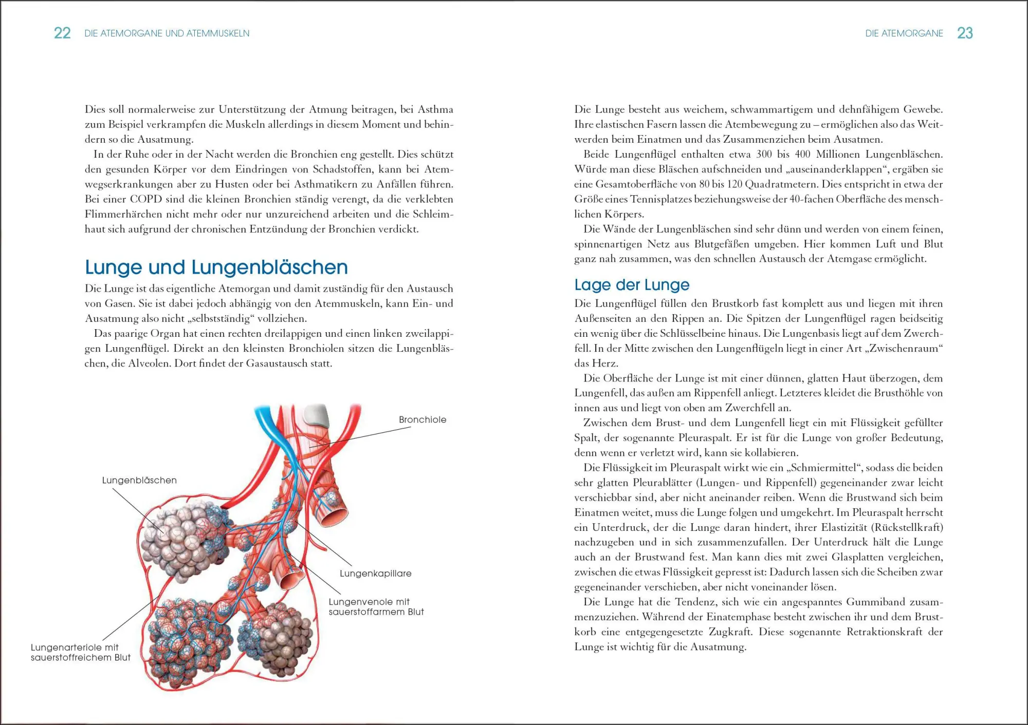 Bild: 9783517097442 | Die kleine Atemschule bei COPD und Asthma | Heike Höfler | Taschenbuch