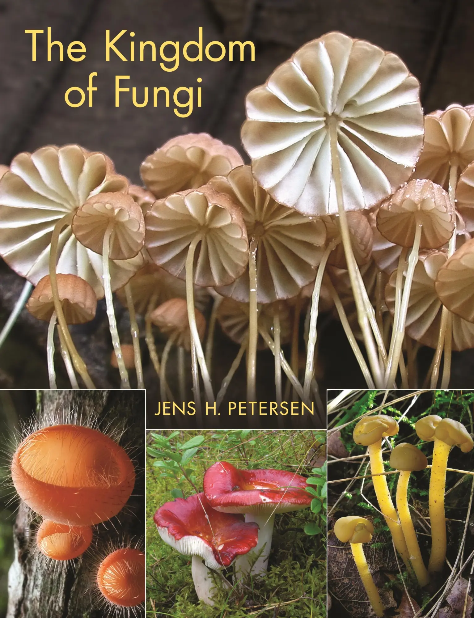 Cover: 9780691157542 | The Kingdom of Fungi | Jens H Petersen | Buch | Englisch | 2013 Cover: 9780691157542 | The Kingdom of Fungi | Jens H Petersen | Buch | Englisch | 2013