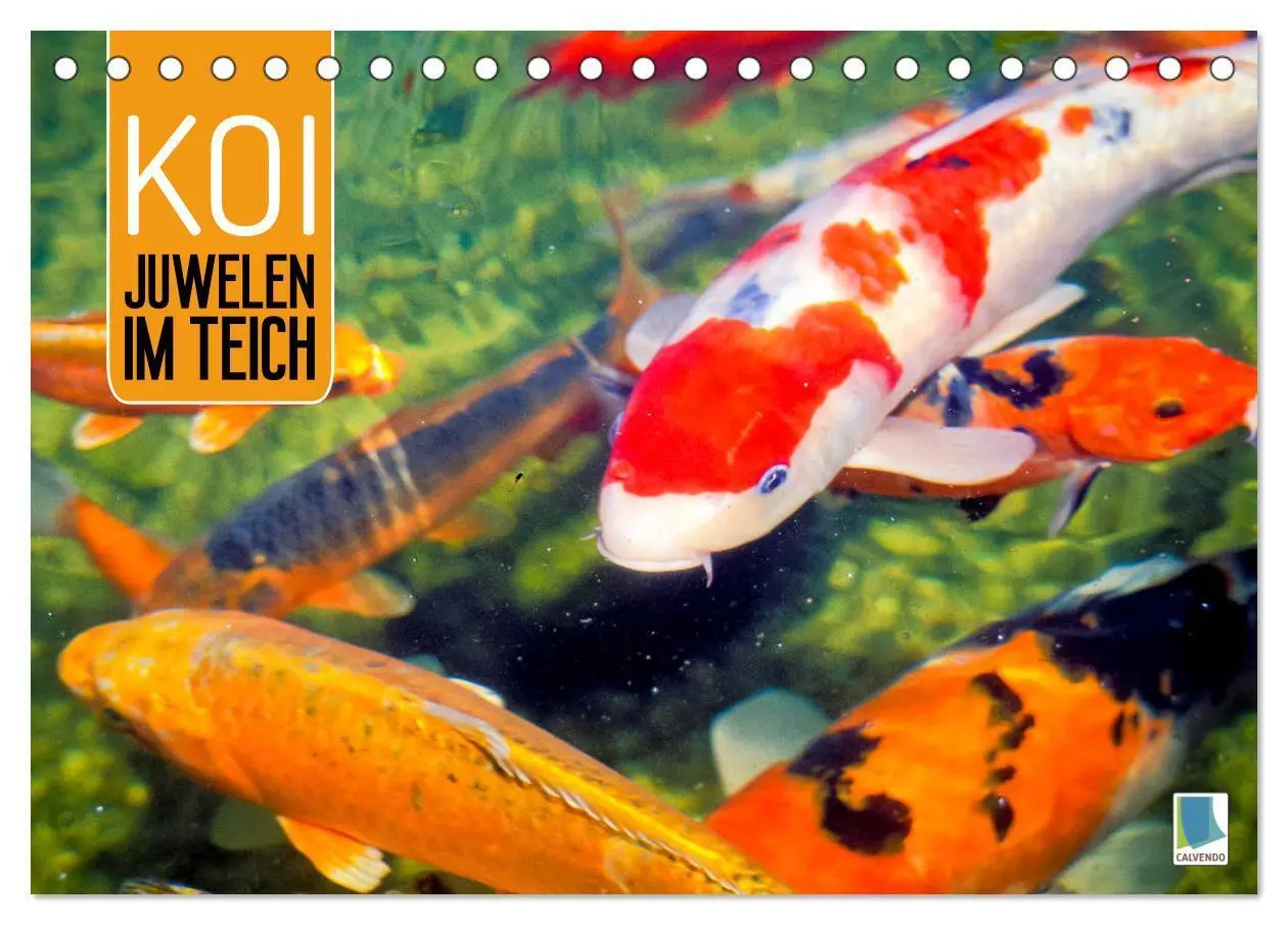 Cover: 9783457697542 | Koi: Juwelen im Teich (Tischkalender 2026 DIN A5 quer), CALVENDO...
