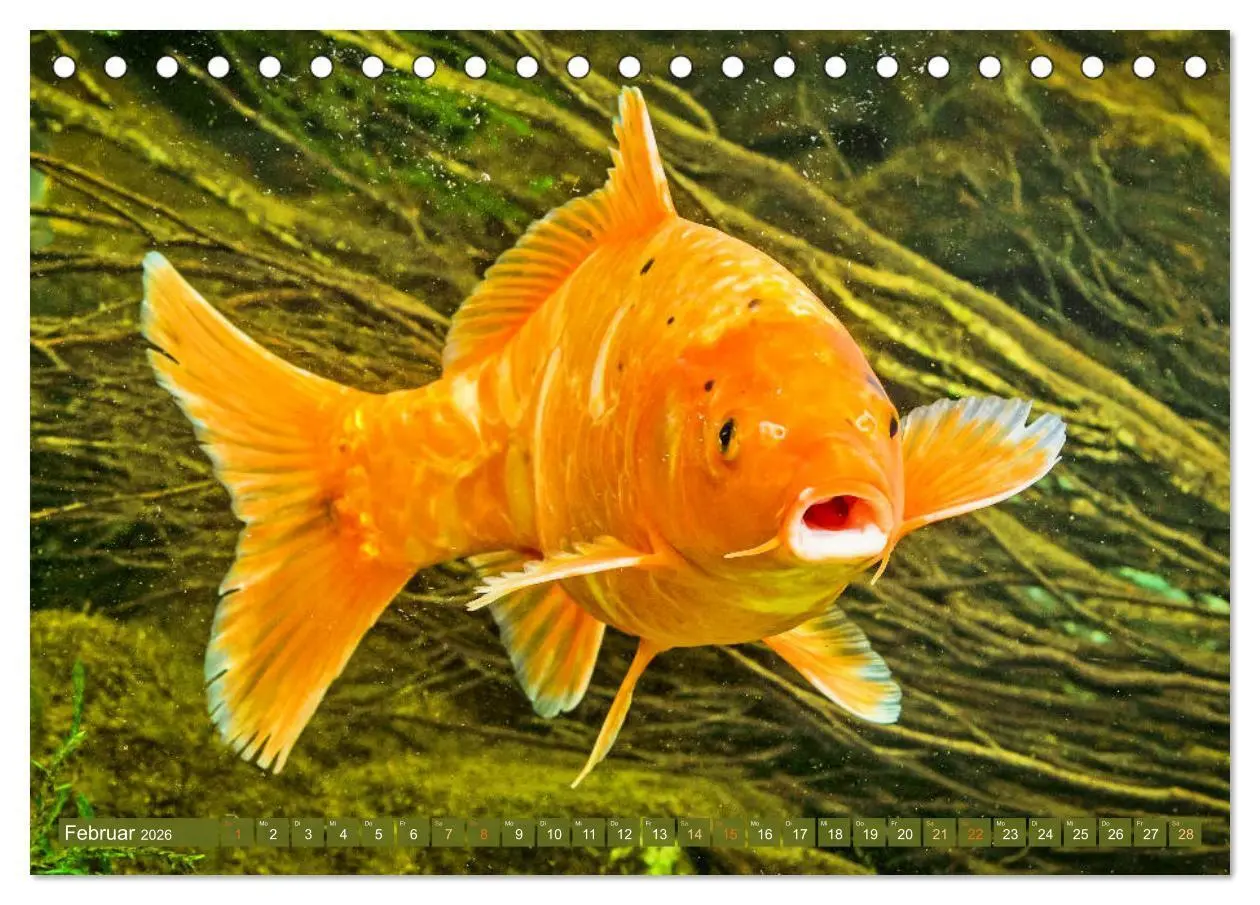 Bild: 9783457697542 | Koi: Juwelen im Teich (Tischkalender 2026 DIN A5 quer), CALVENDO...