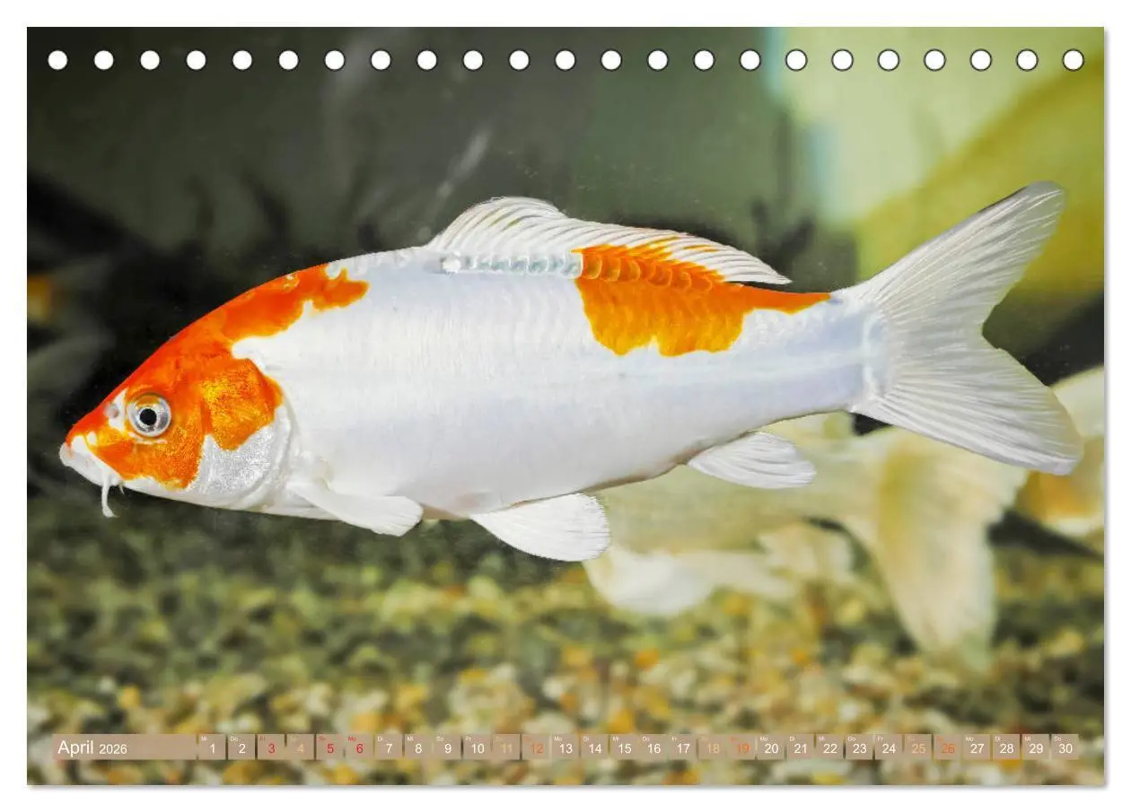 Bild: 9783457697542 | Koi: Juwelen im Teich (Tischkalender 2026 DIN A5 quer), CALVENDO...