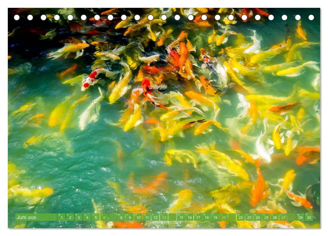 Bild: 9783457697542 | Koi: Juwelen im Teich (Tischkalender 2026 DIN A5 quer), CALVENDO...
