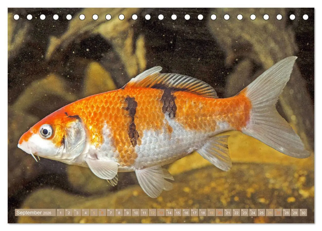 Bild: 9783457697542 | Koi: Juwelen im Teich (Tischkalender 2026 DIN A5 quer), CALVENDO...