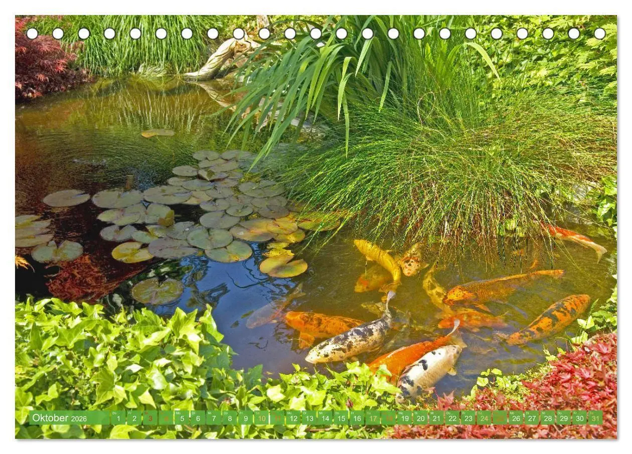 Bild: 9783457697542 | Koi: Juwelen im Teich (Tischkalender 2026 DIN A5 quer), CALVENDO...