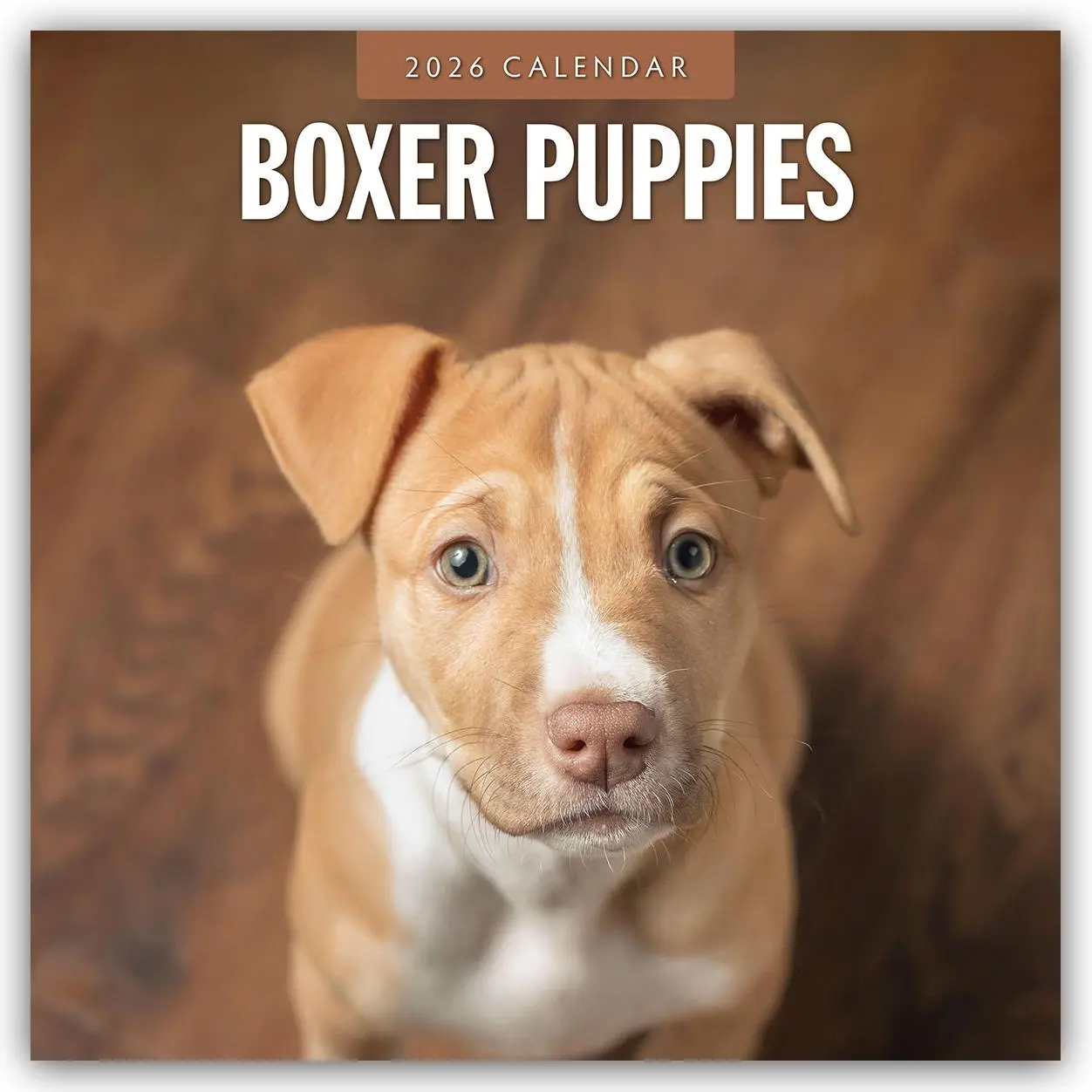 Cover: 9781804427842 | Boxer Puppies 2026 Square Wall Calendar | Red Robin | Taschenbuch