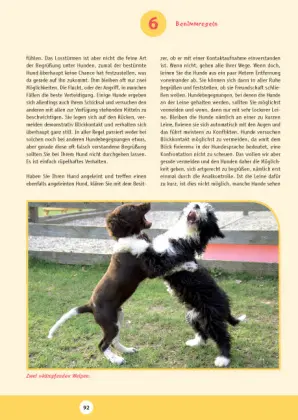 Bild: 9783275017942 | Die neue Welpenschule | Carsten Bainski | Taschenbuch | 160 S. | 2006