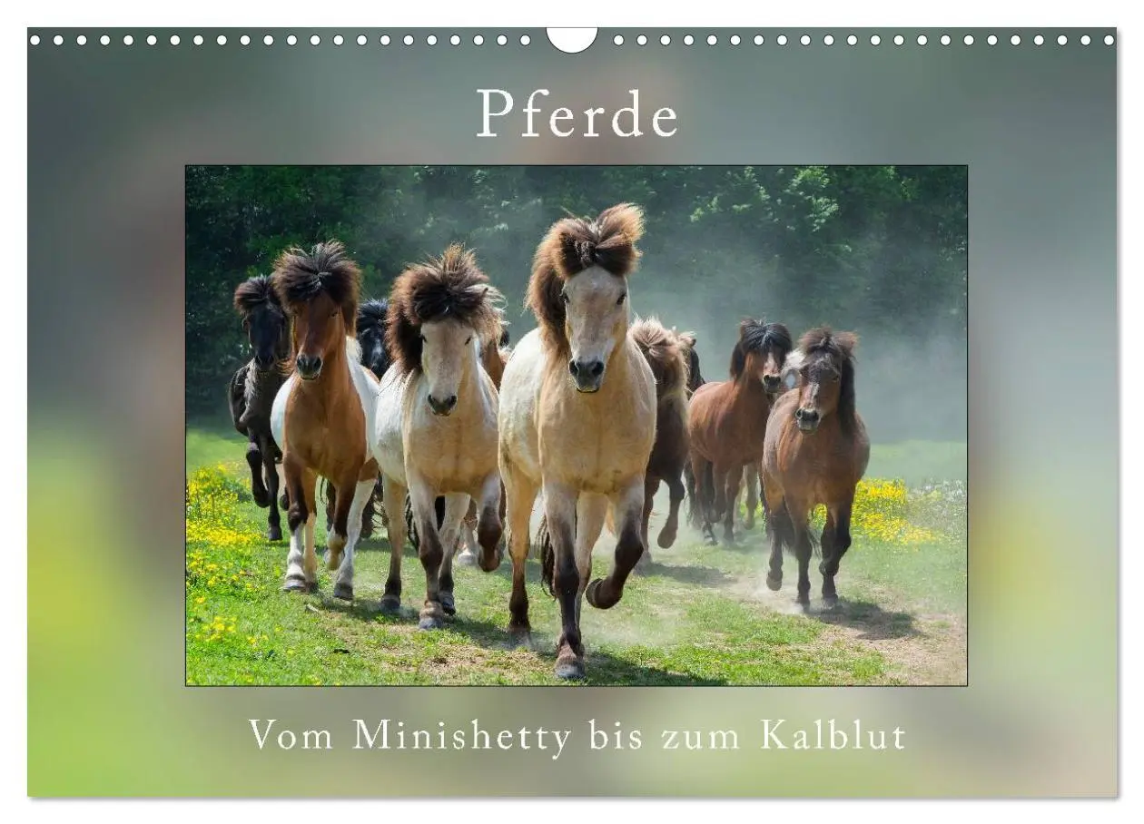 Cover: 9783435567942 | Pferde Vom Minishetty bis zum Kaltblut (Wandkalender 2025 DIN A3...