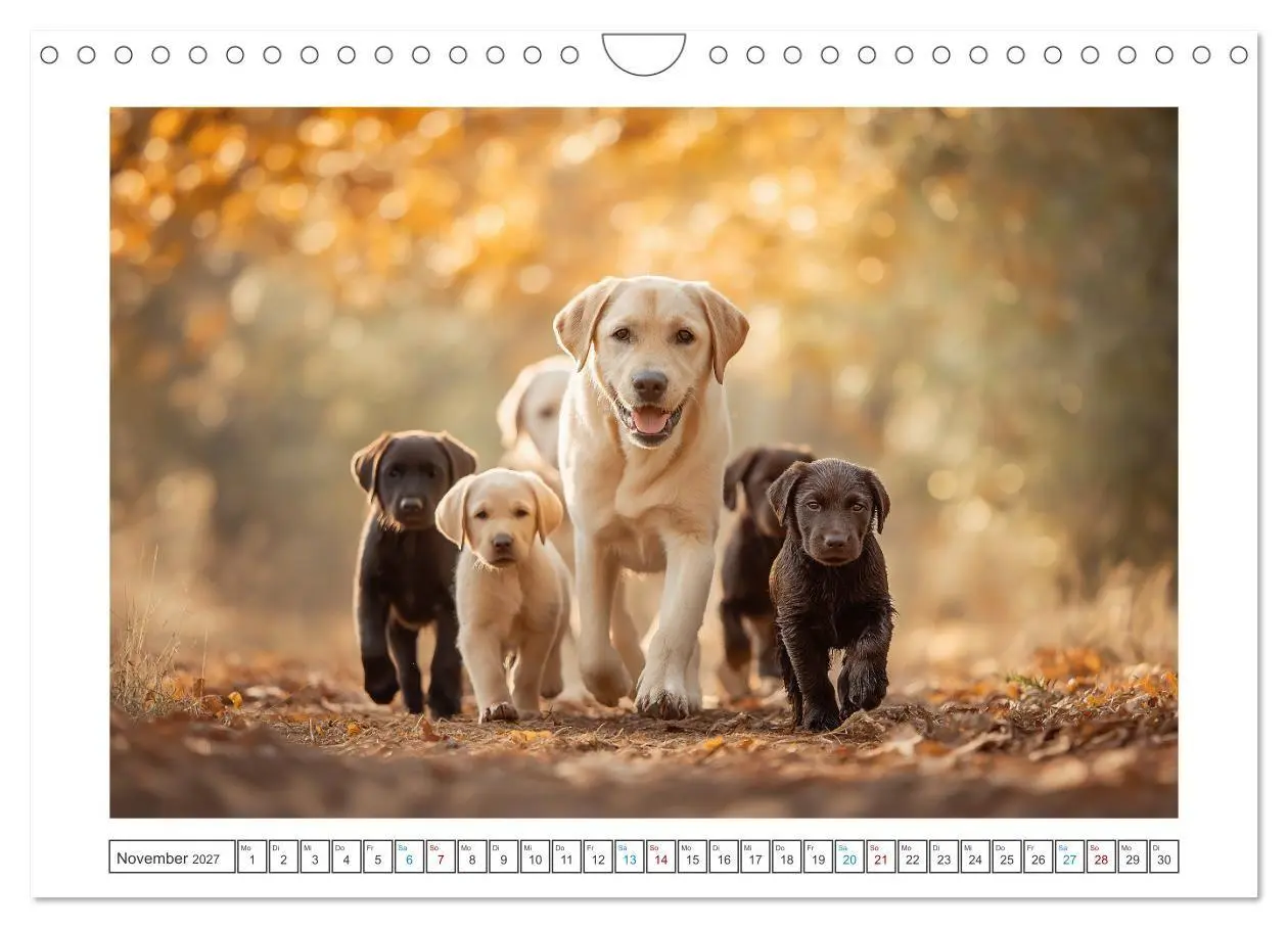 Bild: 9783516817942 | Labrador Liebe (Wandkalender 2027 DIN A4 quer), CALVENDO...