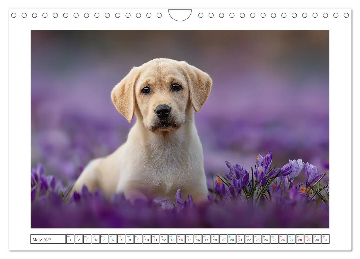 Bild: 9783516817942 | Labrador Liebe (Wandkalender 2027 DIN A4 quer), CALVENDO...