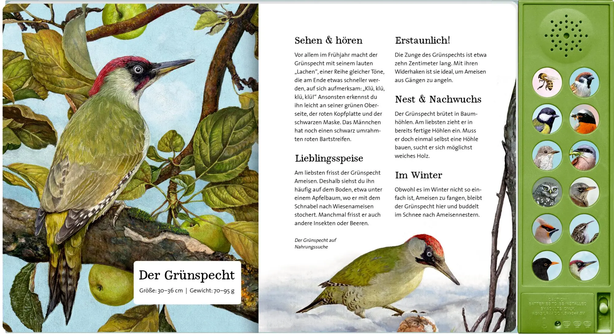 Bild: 9783649647942 | Was singt und summt im Apfelbaum? | Mit 12 echten Tierstimmen | Haag