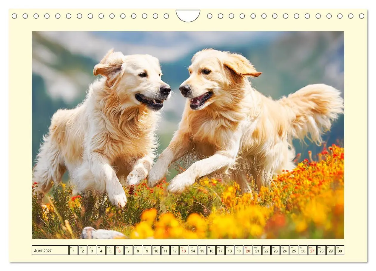 Bild: 9783516948042 | Golden Retriever. Treue Seelenhunde in der Bergwelt (Wandkalender...