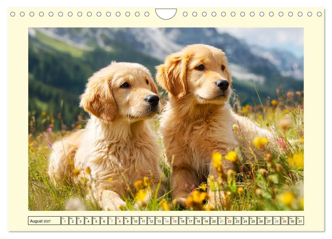 Bild: 9783516948042 | Golden Retriever. Treue Seelenhunde in der Bergwelt (Wandkalender...