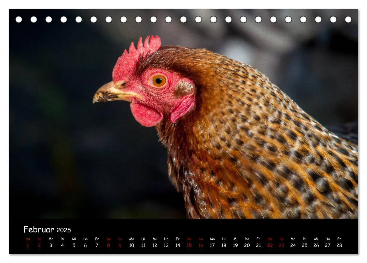Bild: 9783435448142 | Neues von den Gartenhühnern (Tischkalender 2025 DIN A5 quer),...