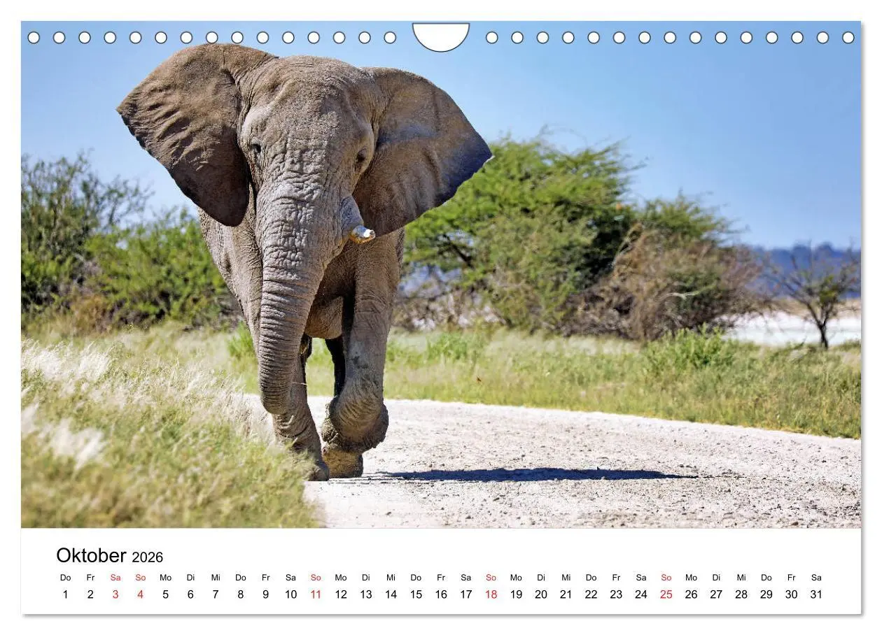 Bild: 9783457778142 | Namibias Elefanten (Wandkalender 2026 DIN A4 quer), CALVENDO...