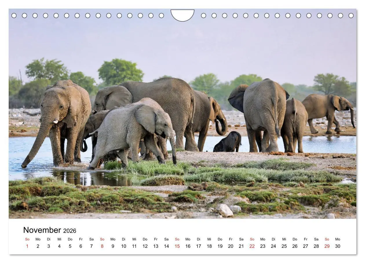 Bild: 9783457778142 | Namibias Elefanten (Wandkalender 2026 DIN A4 quer), CALVENDO...