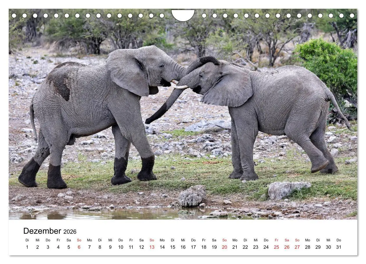 Bild: 9783457778142 | Namibias Elefanten (Wandkalender 2026 DIN A4 quer), CALVENDO...
