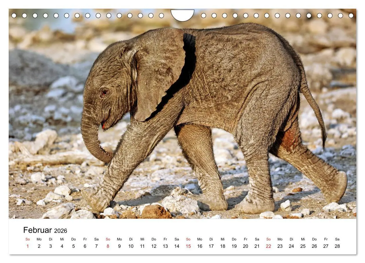 Bild: 9783457778142 | Namibias Elefanten (Wandkalender 2026 DIN A4 quer), CALVENDO...