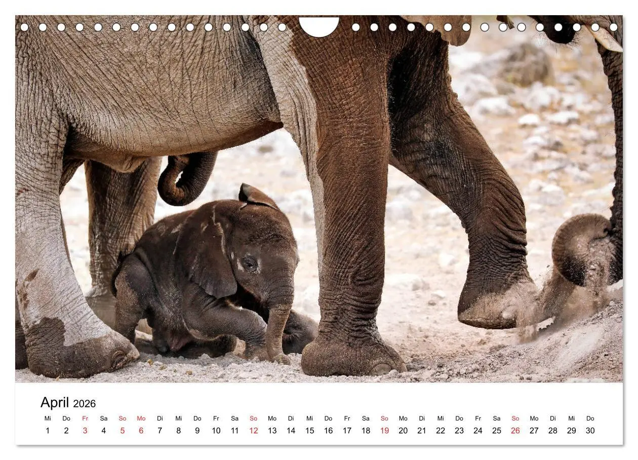 Bild: 9783457778142 | Namibias Elefanten (Wandkalender 2026 DIN A4 quer), CALVENDO...