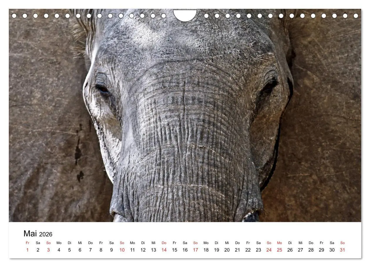 Bild: 9783457778142 | Namibias Elefanten (Wandkalender 2026 DIN A4 quer), CALVENDO...